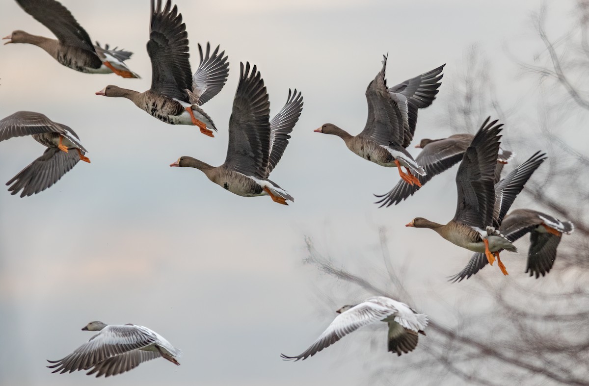 Greater White-fronted Goose - ML516314281