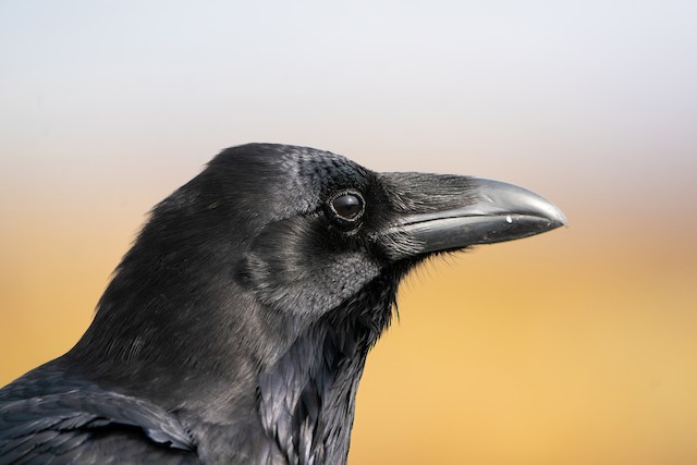 Identification Pitfalls--Crows and Ravens - eBird