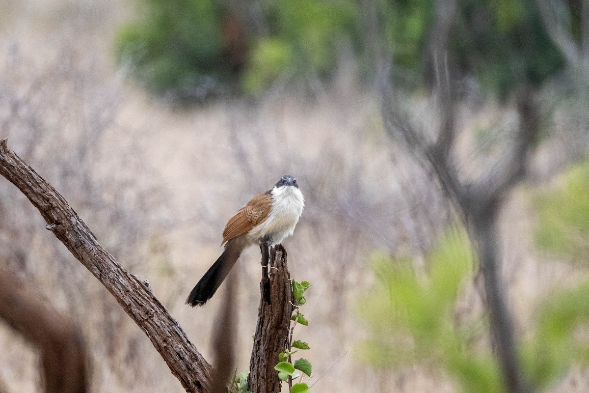 White-browed Coucal (Burchell's) - ML516320581