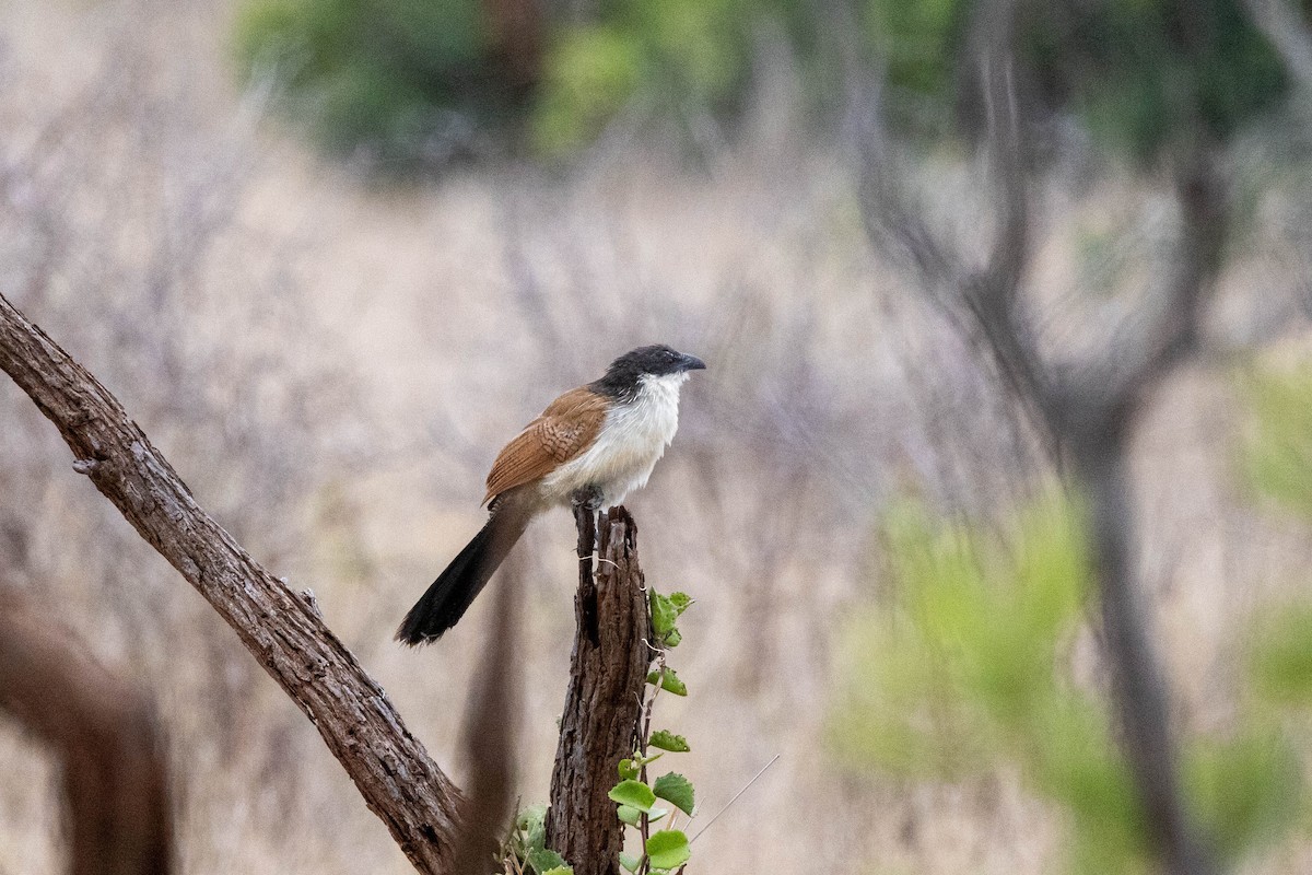 White-browed Coucal (Burchell's) - ML516320591