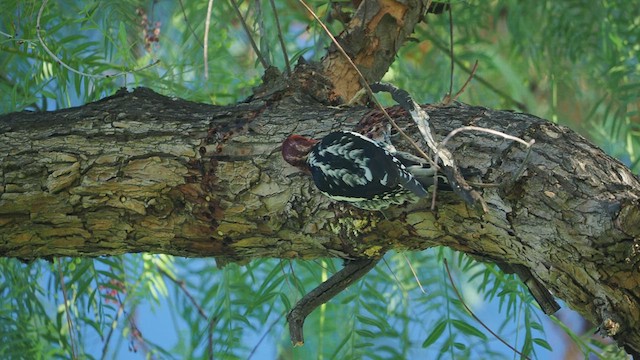 Red-breasted Sapsucker - ML516323701