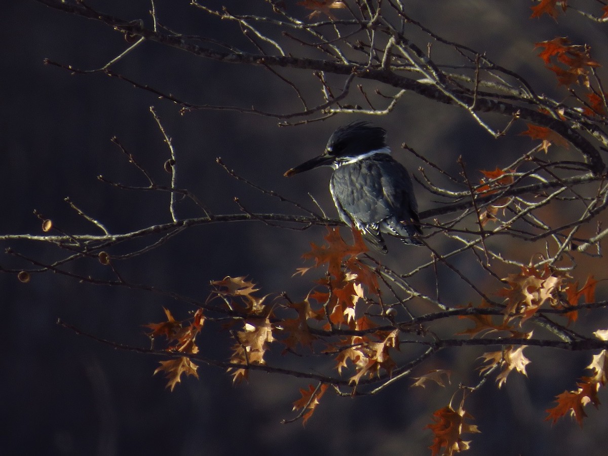 Belted Kingfisher - ML516325721
