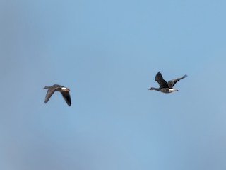 Greater White-fronted Goose, ML516326171