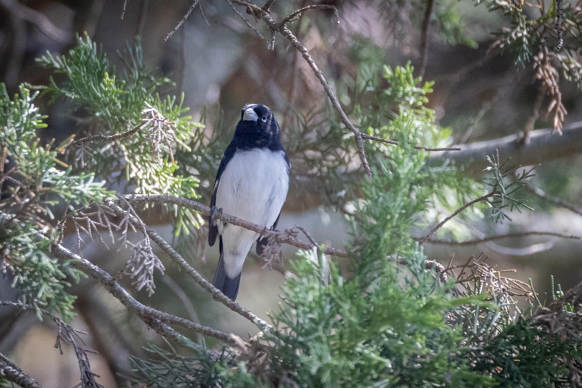 Black-and-white Seedeater - ML516327331
