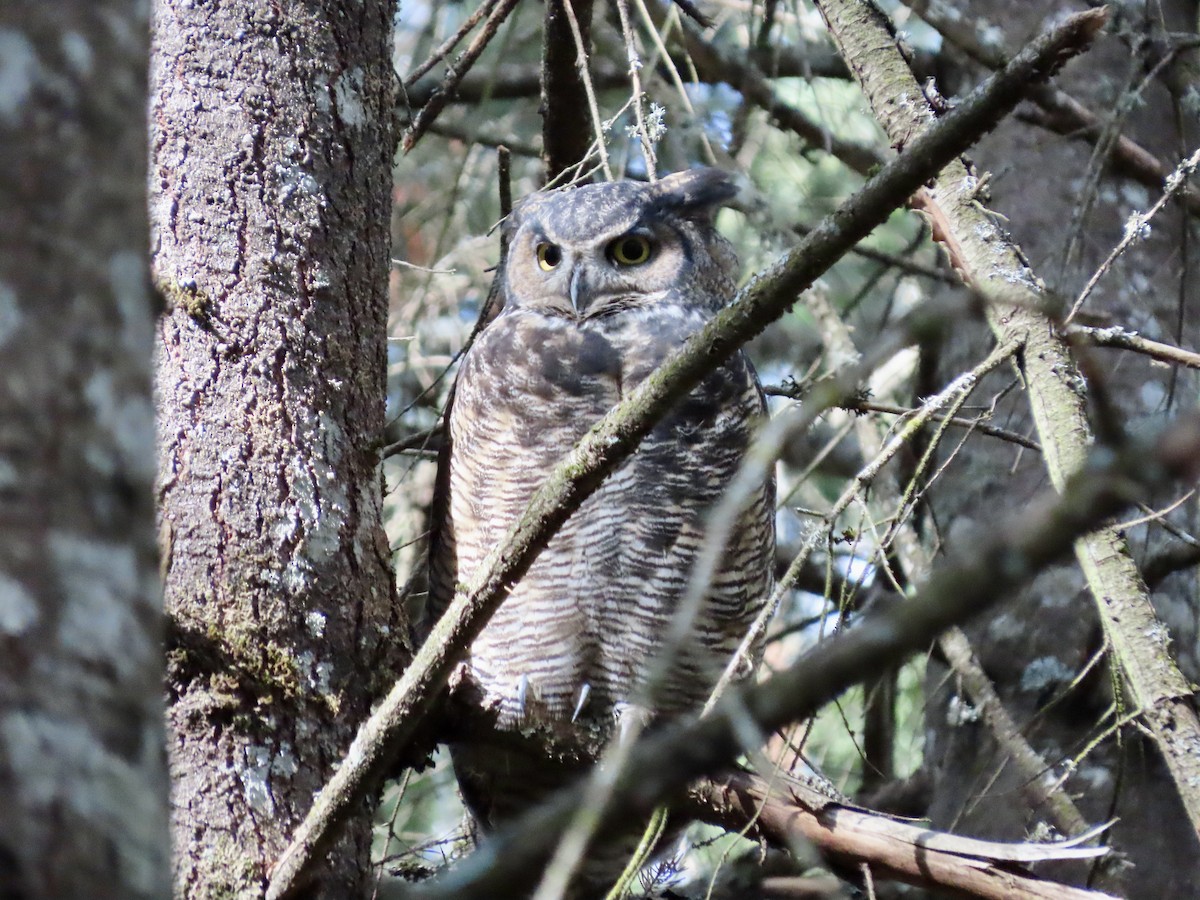 Great Horned Owl - ML516327541