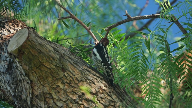 Red-breasted Sapsucker - ML516328491