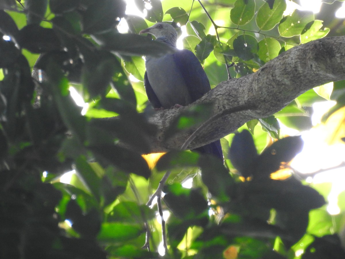 Andaman Wood-Pigeon - Sourav Halder