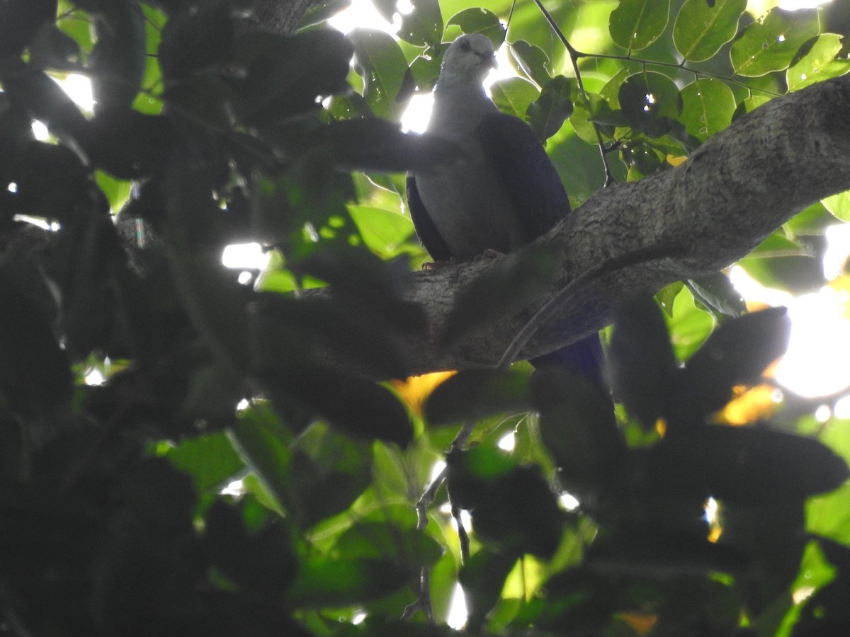 Pigeon des Andaman - ML516334381