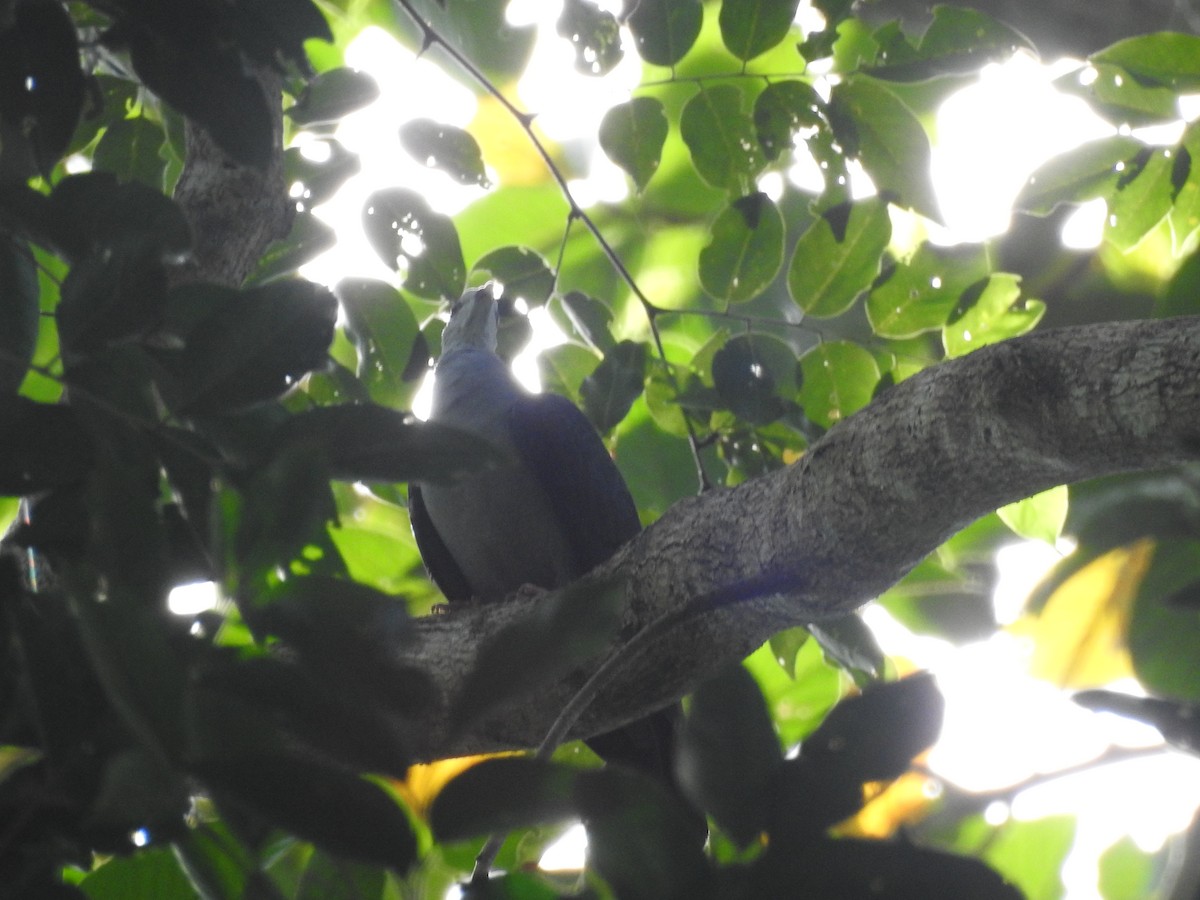 Andaman Wood-Pigeon - ML516334411