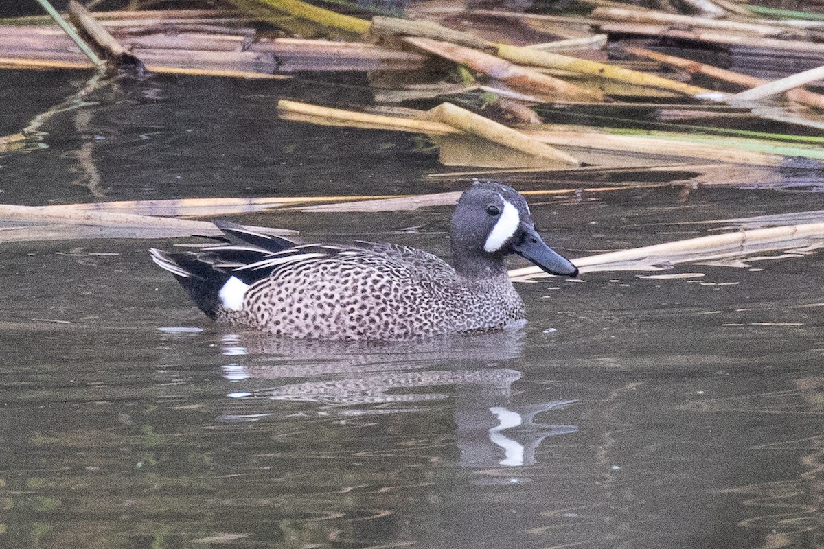 Blue-winged Teal - ML51633731