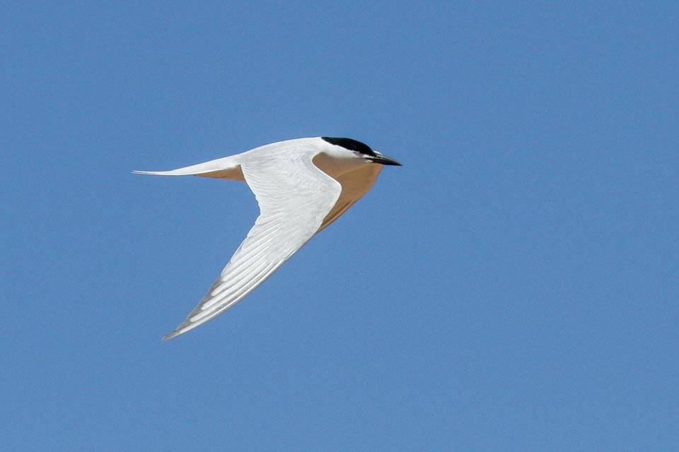 Gull-billed Tern - James Kennerley