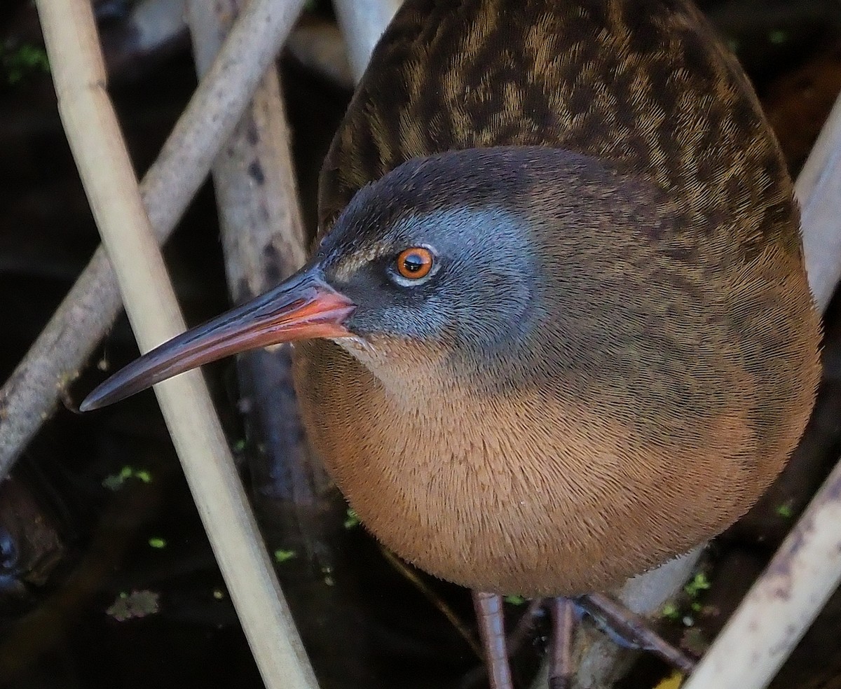 EBird Checklist Nov Payen Rd ED Co Species