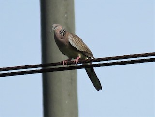 Spotted Dove, ML516354071