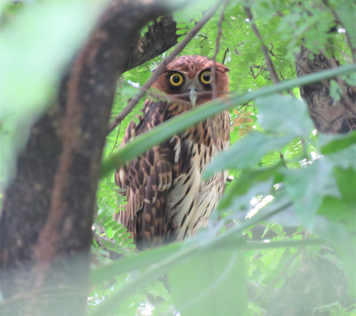 Philippine Eagle-Owl - ML516354181