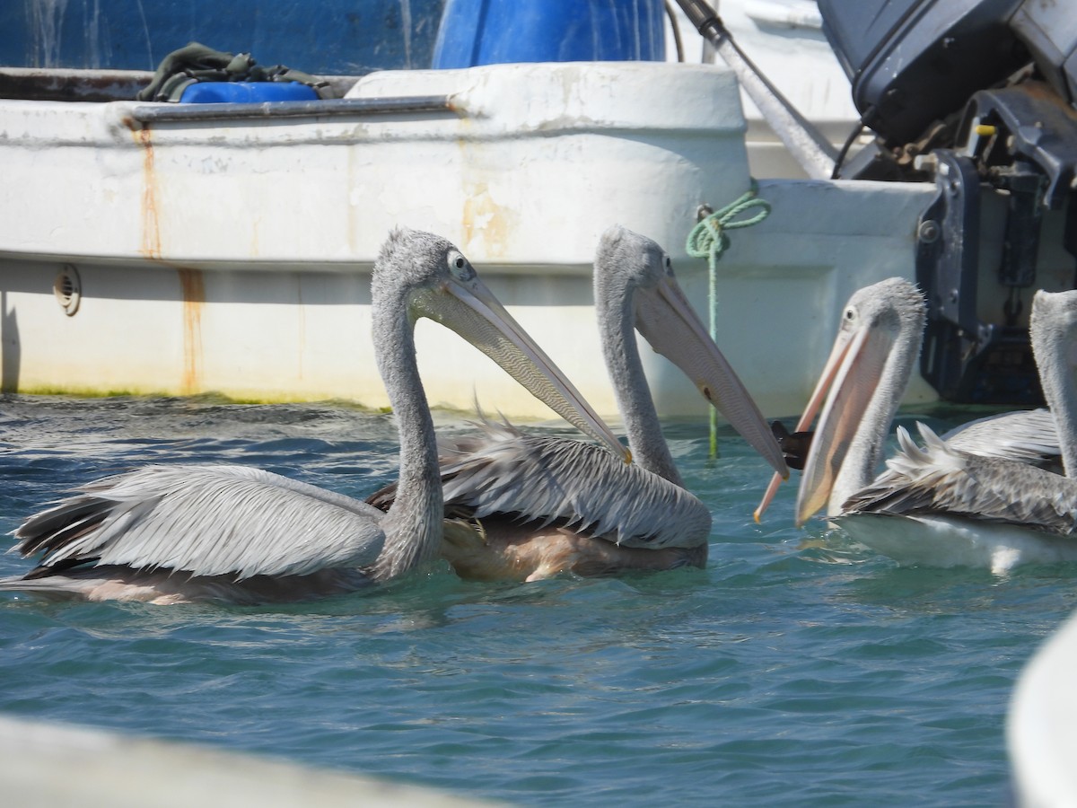 Pink-backed Pelican - ML516356581