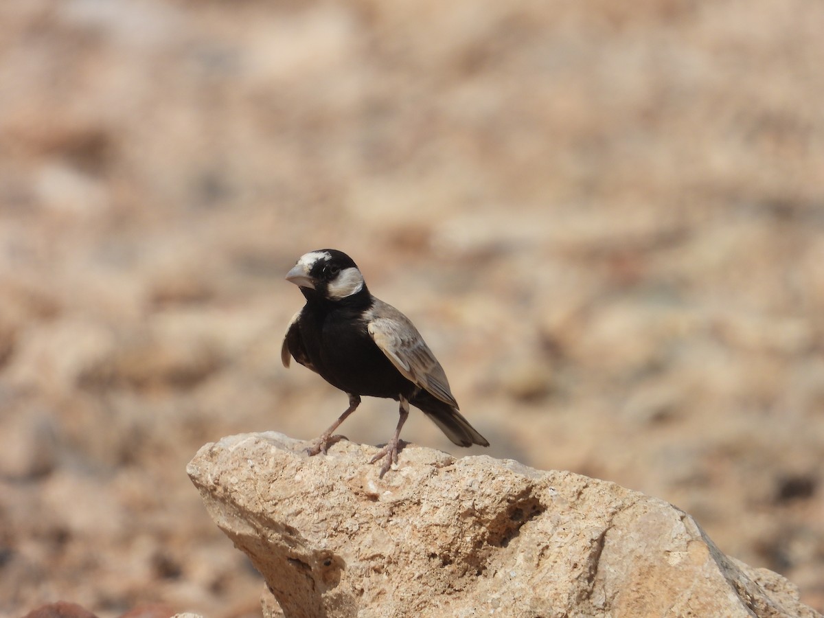 Black-crowned Sparrow-Lark - ML516356601