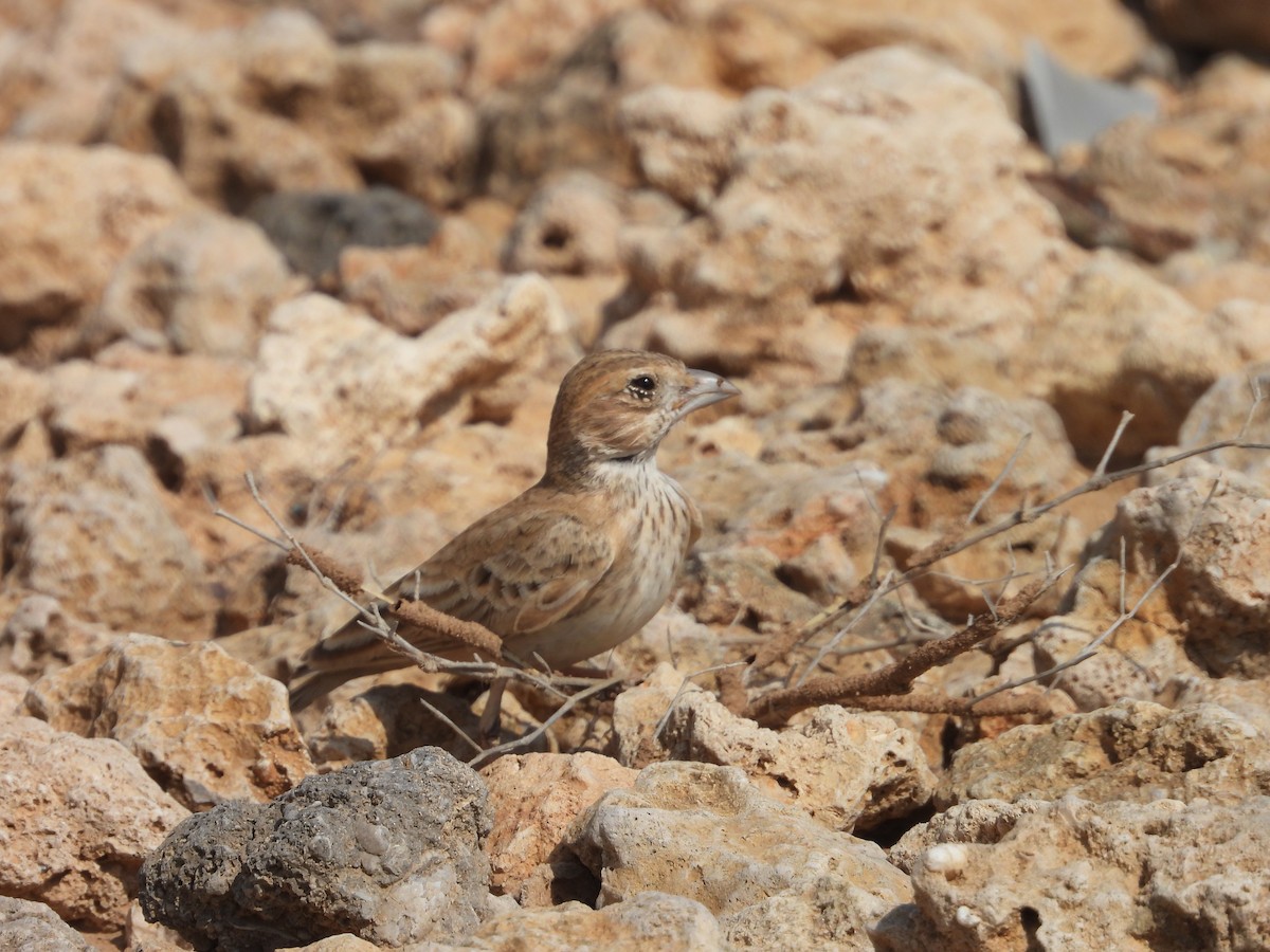 Black-crowned Sparrow-Lark - ML516356611