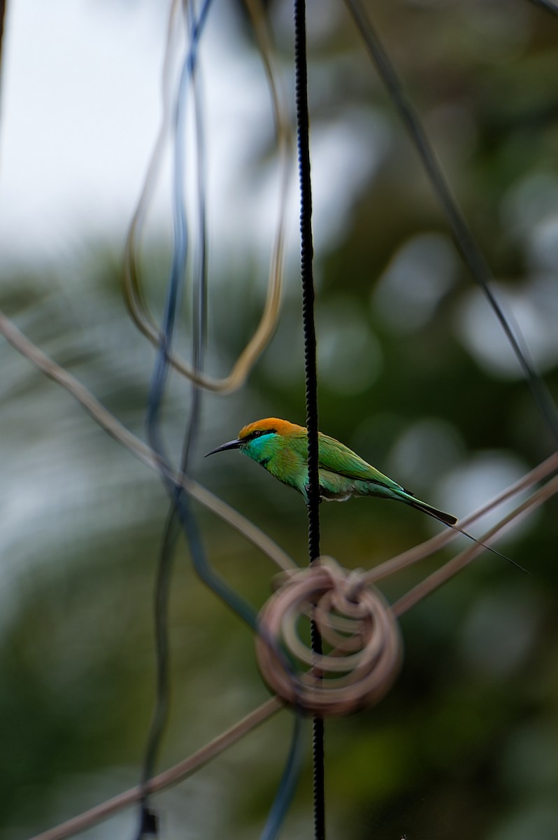 Asian Green Bee-eater - ML516365921