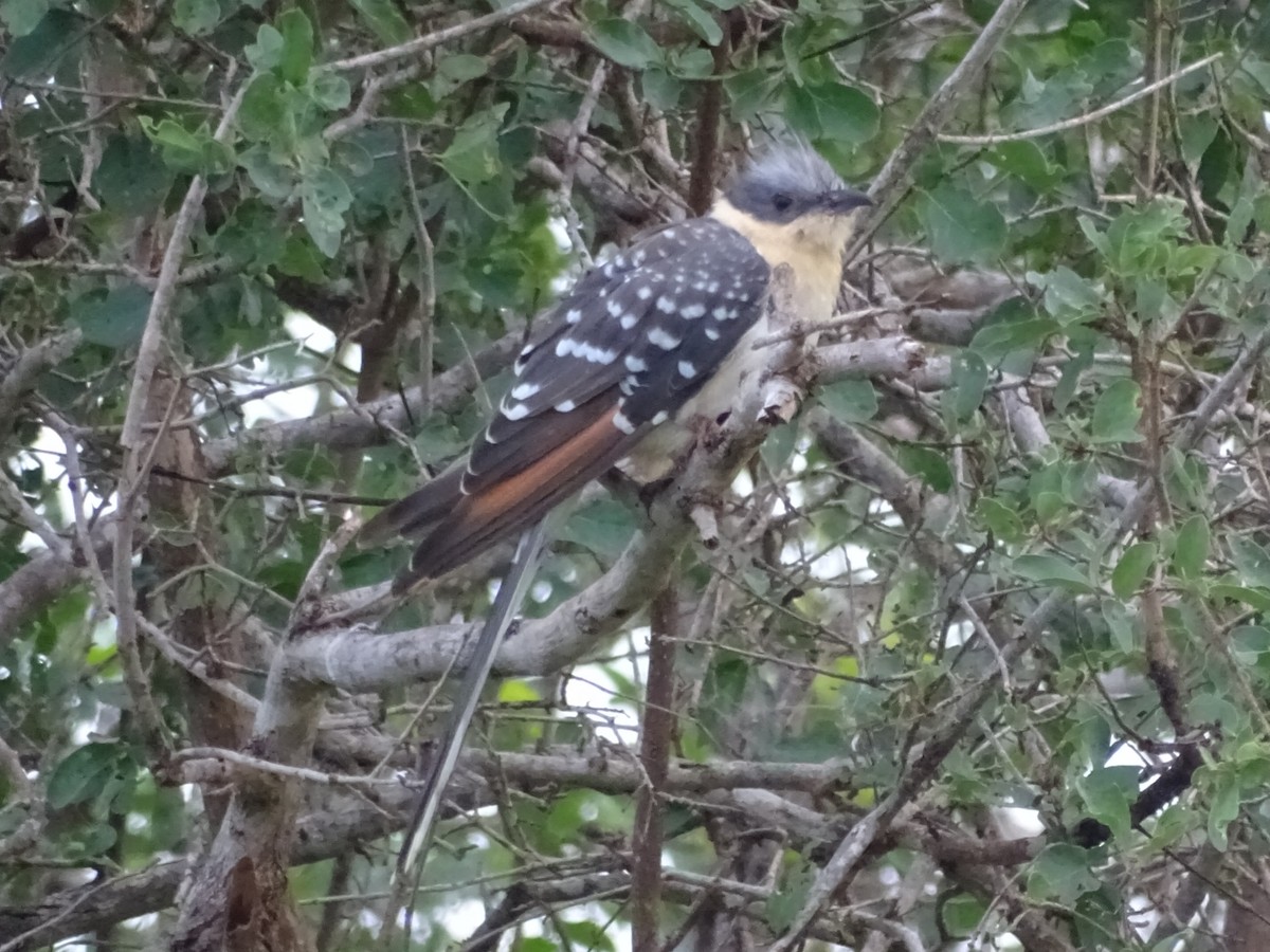 Great Spotted Cuckoo - ML516372491
