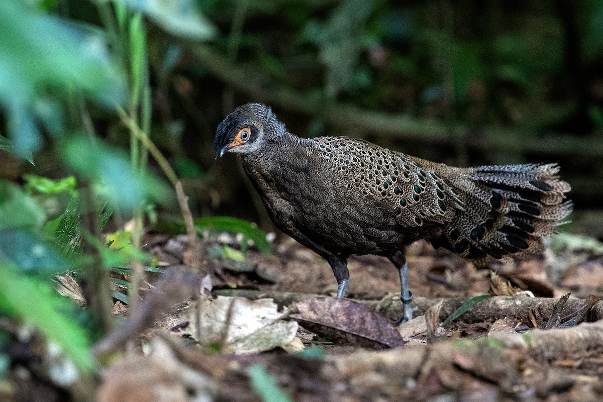 Malayan Peacock-Pheasant - ML516376001