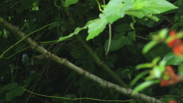 Cinnamon Hummingbird (Mainland) - ML516384