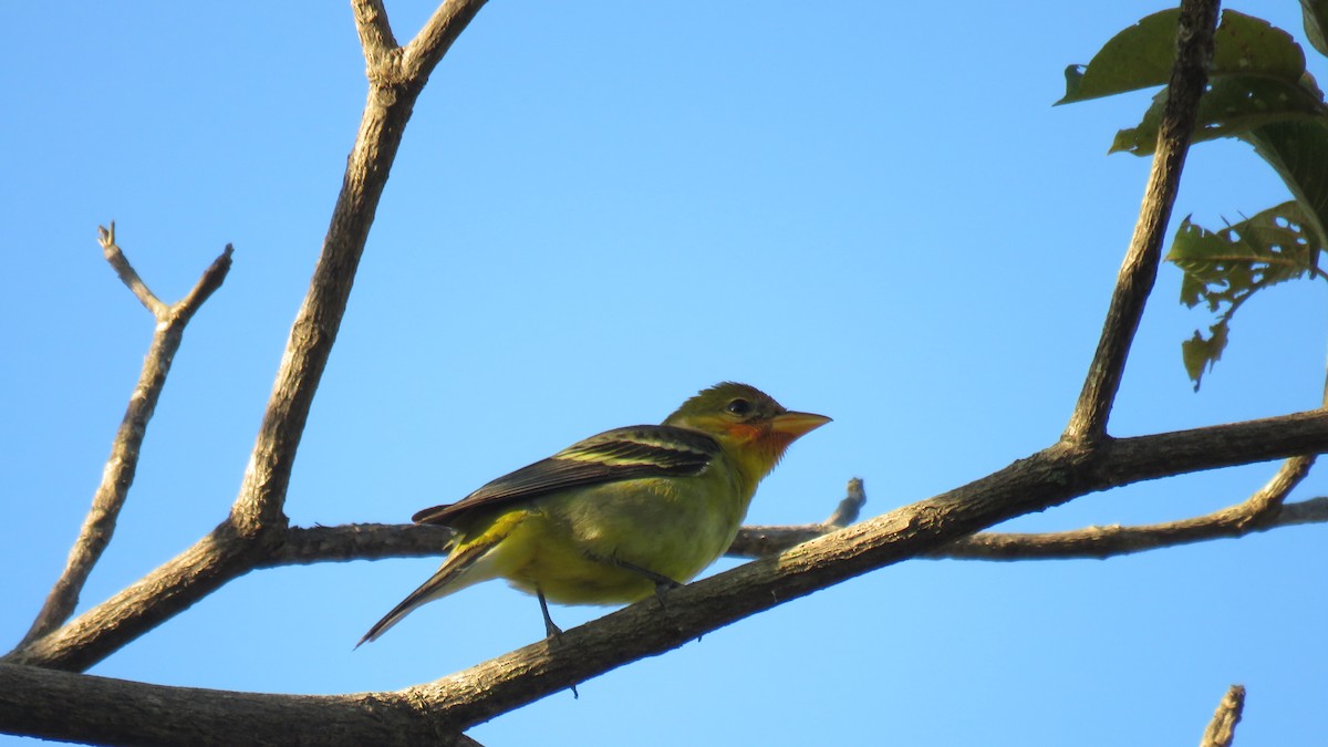Western Tanager - ML516388271