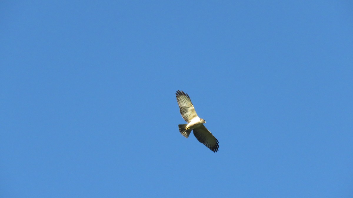 Short-tailed Hawk - Jessie Stuebner