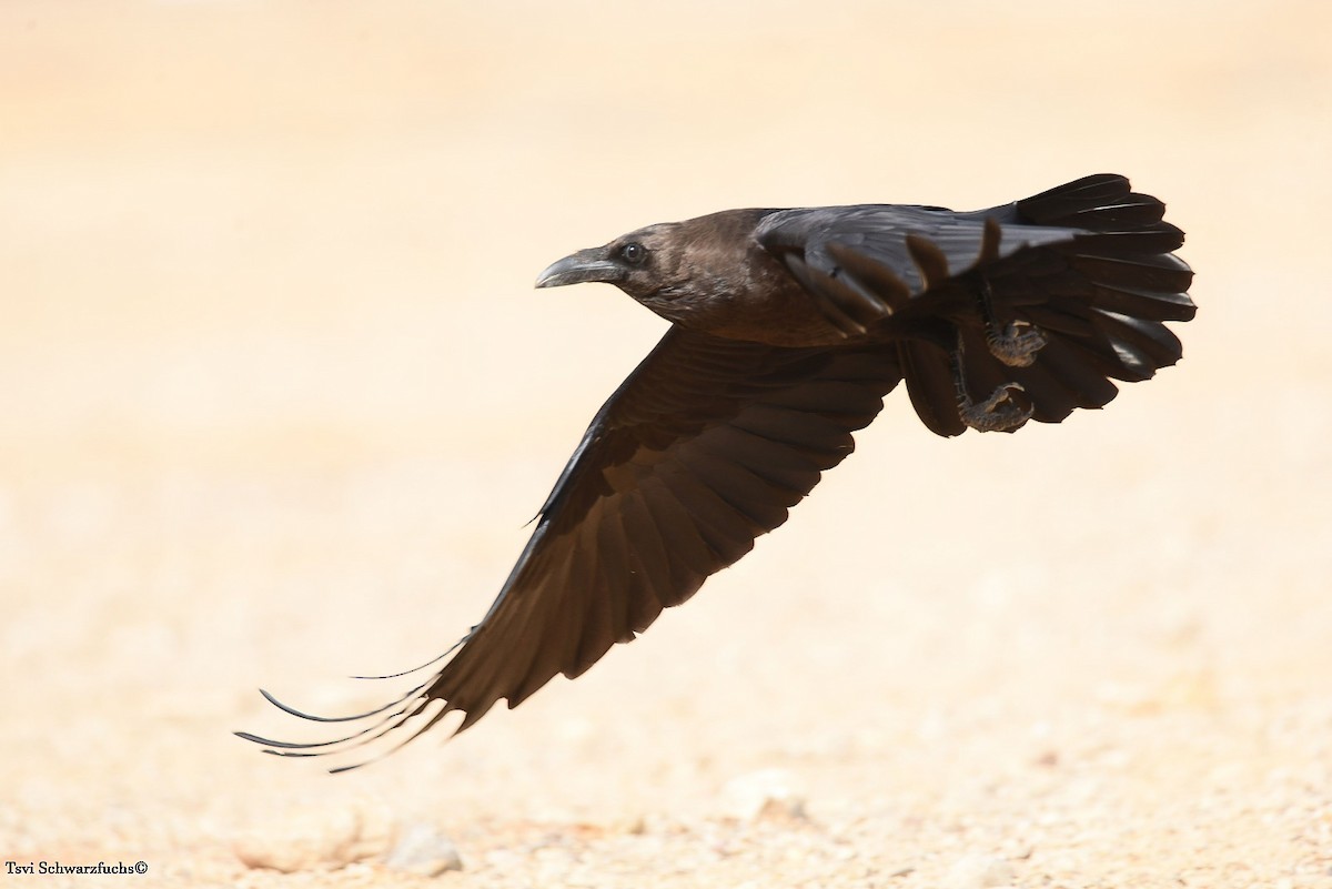 Brown-necked Raven - ML516390291