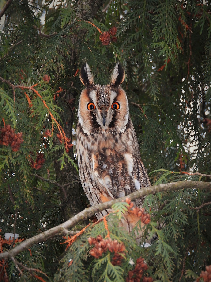 Long-eared Owl - ML516394351