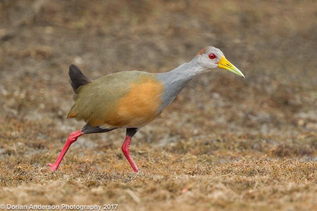 Russet-naped Wood-Rail - Dorian Anderson