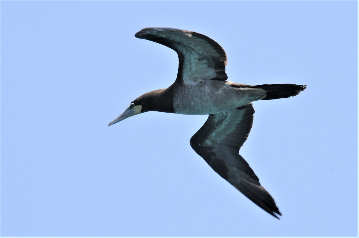 Brown Booby - Bruce Mast