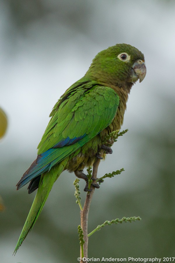 Olive-throated Parakeet - Dorian Anderson