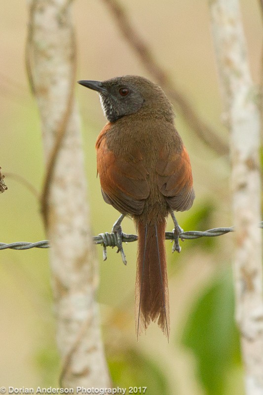 Rufous-breasted Spinetail - ML51639851