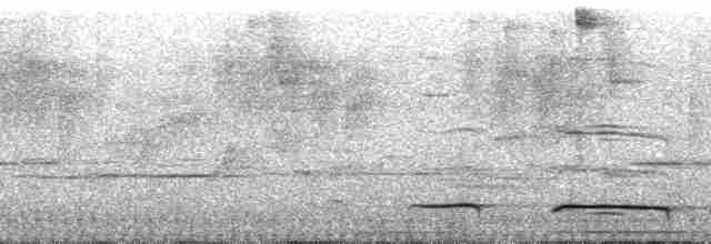 Белокрылая атлапета (leucopterus/dresseri) - ML51640