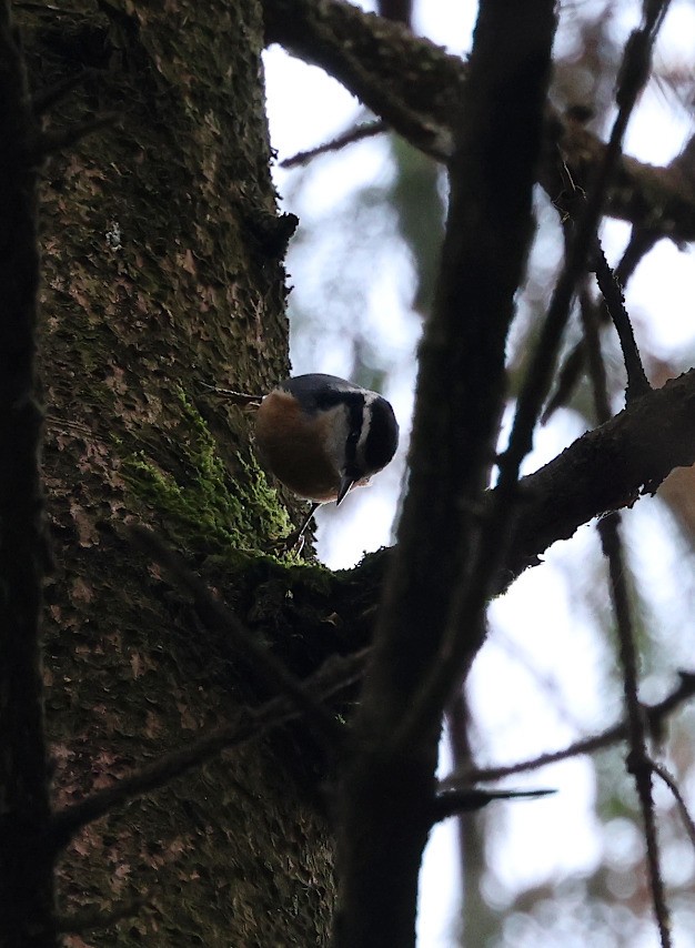 Red-breasted Nuthatch - ML516400661