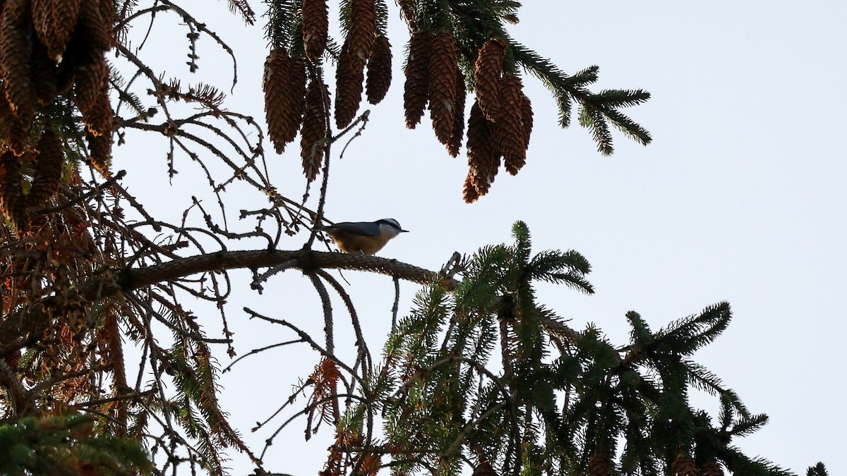 Red-breasted Nuthatch - ML516400681