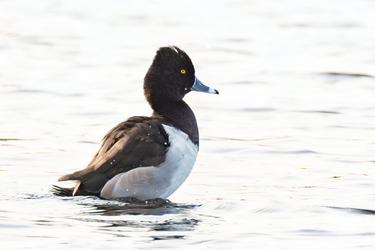 Ring-necked Duck - ML516401161