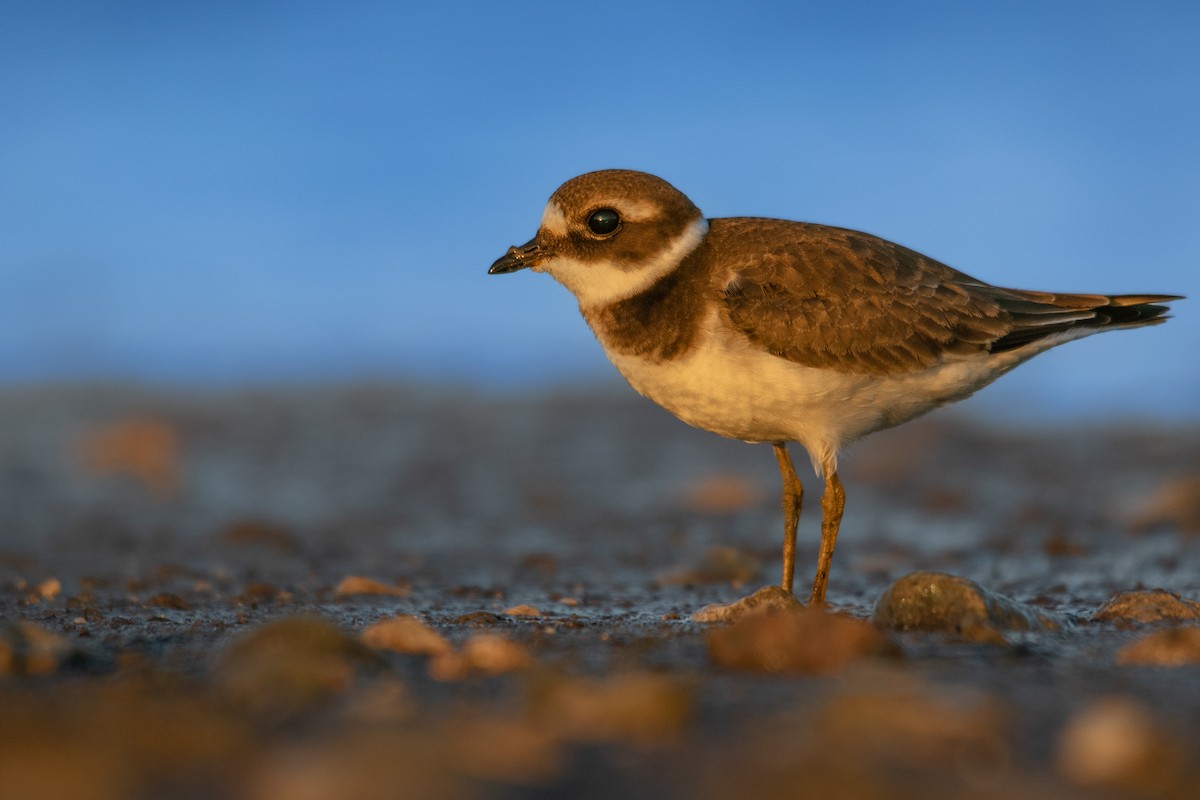Common Ringed Plover - ML516402511