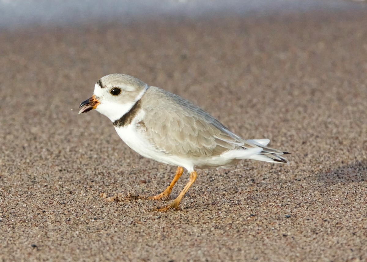 Piping Plover - ML516415801