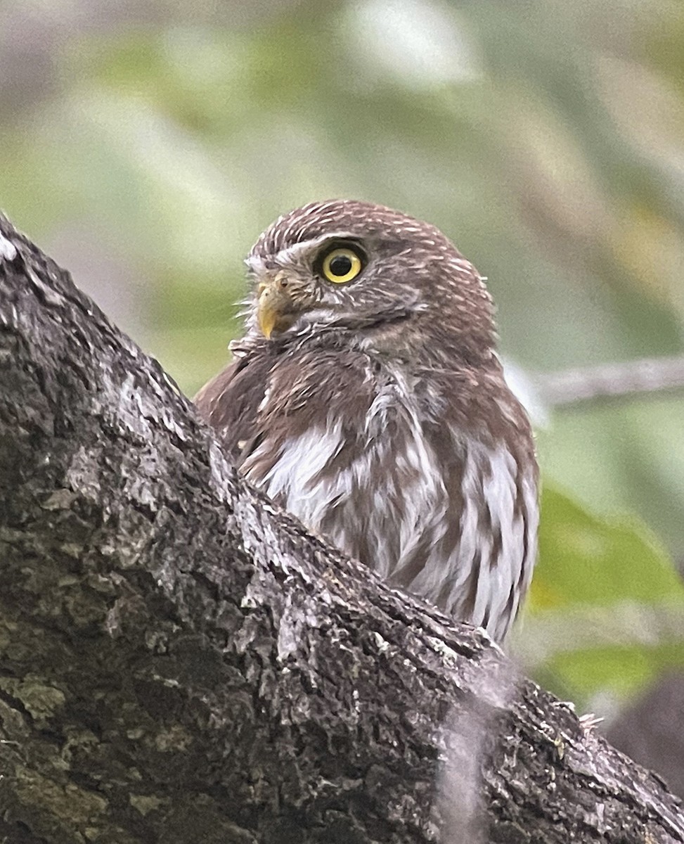 Ferruginous Pygmy-Owl (Ferruginous) - ML516417401