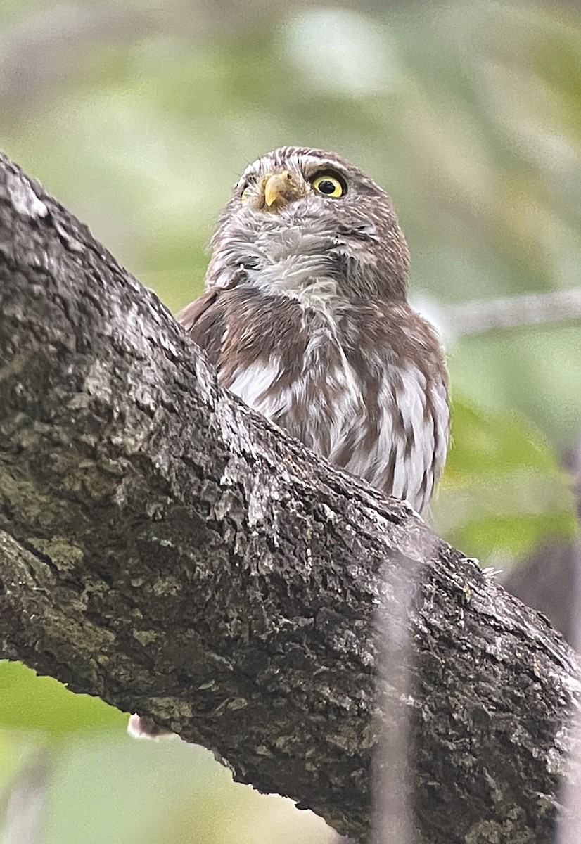 Ferruginous Pygmy-Owl (Ferruginous) - ML516417411