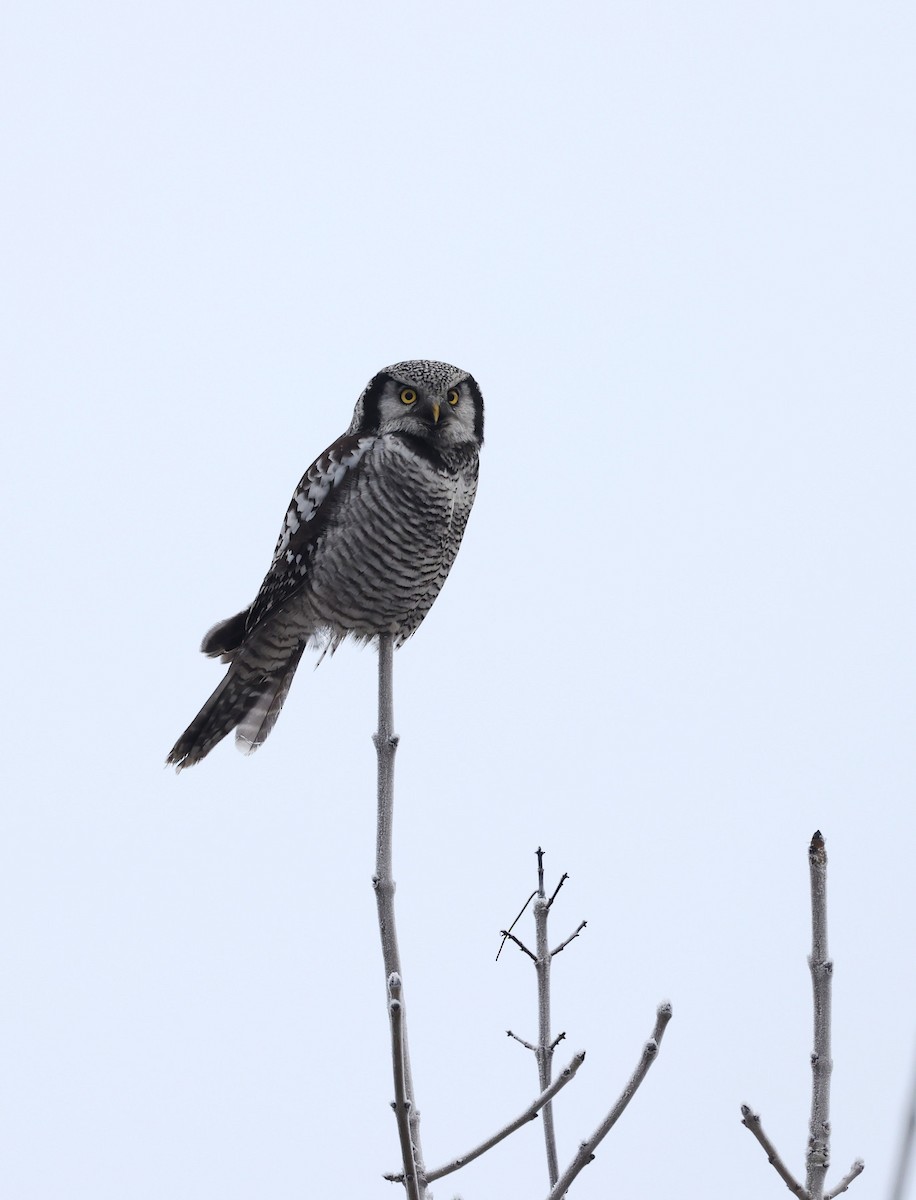 Northern Hawk Owl - Jens Søgaard Hansen