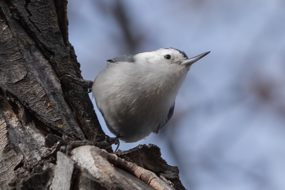 White-breasted Nuthatch - ML516419591