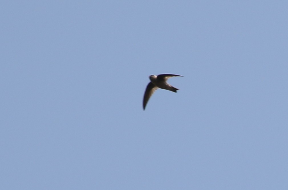 Indian Swiftlet - ML51641981