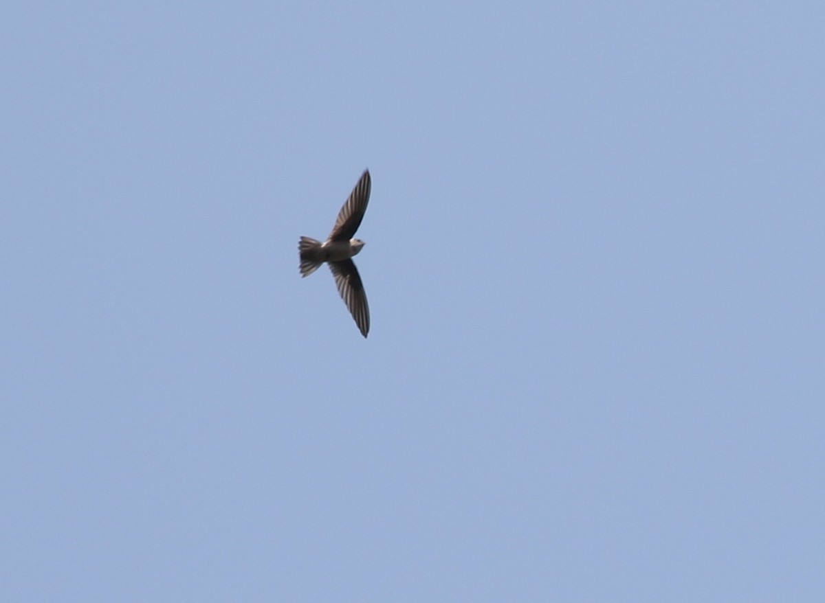 Indian Swiftlet - ML51642061
