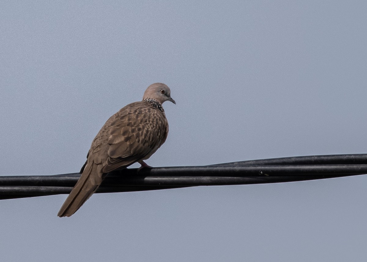 Spotted Dove - ML516420951