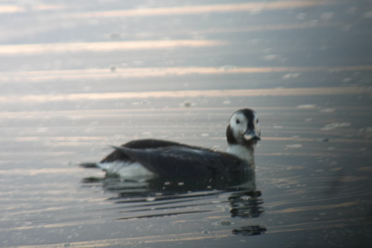 Long-tailed Duck - ML516424351