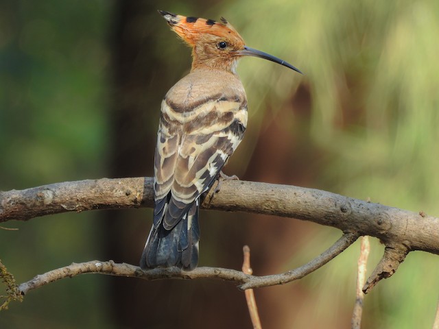 Bird completing Preformative Molt (subspecies <em class="SciName notranslate">epops</em> or <em class="SciName notranslate">ceylonensis</em>). - Eurasian Hoopoe - 