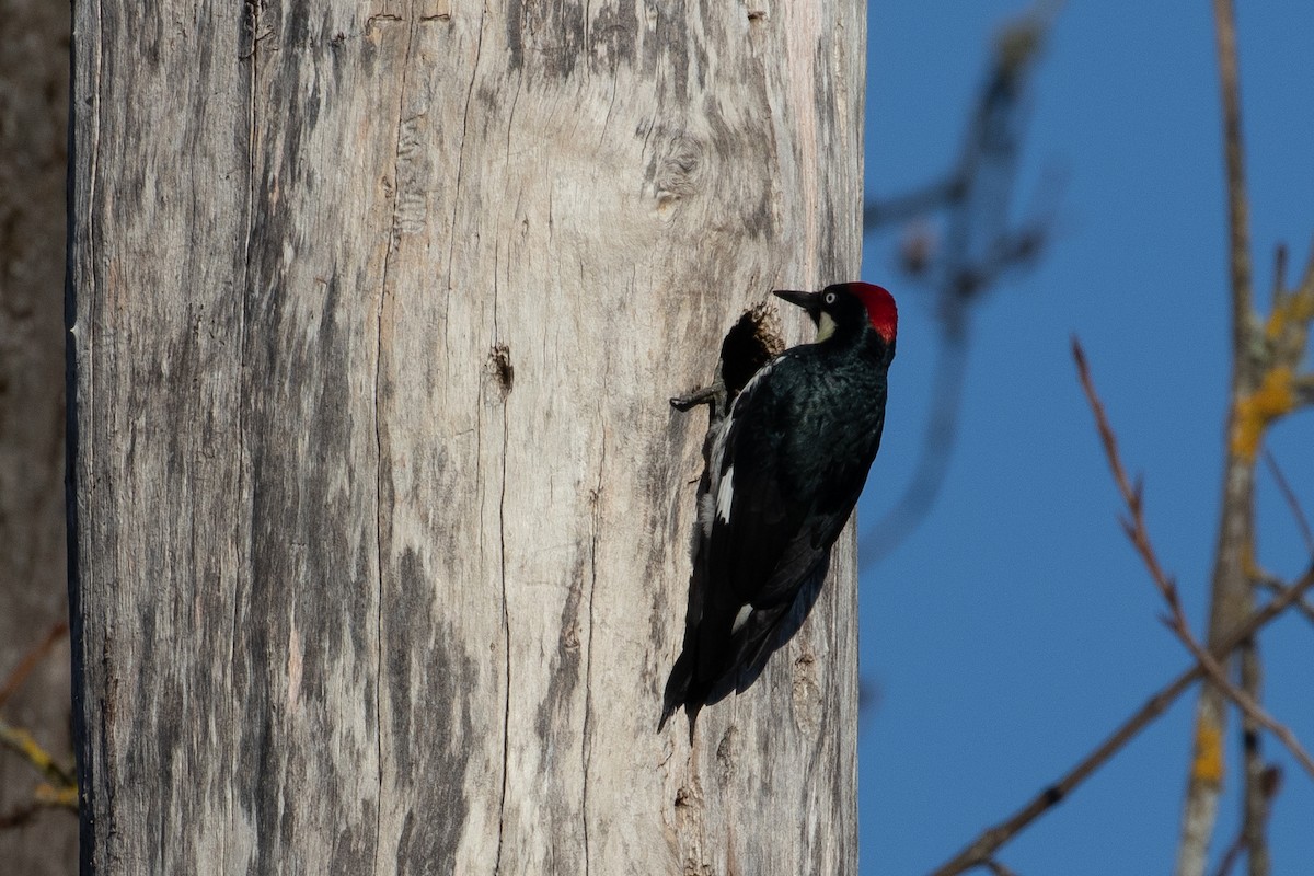 Acorn Woodpecker - ML516430401