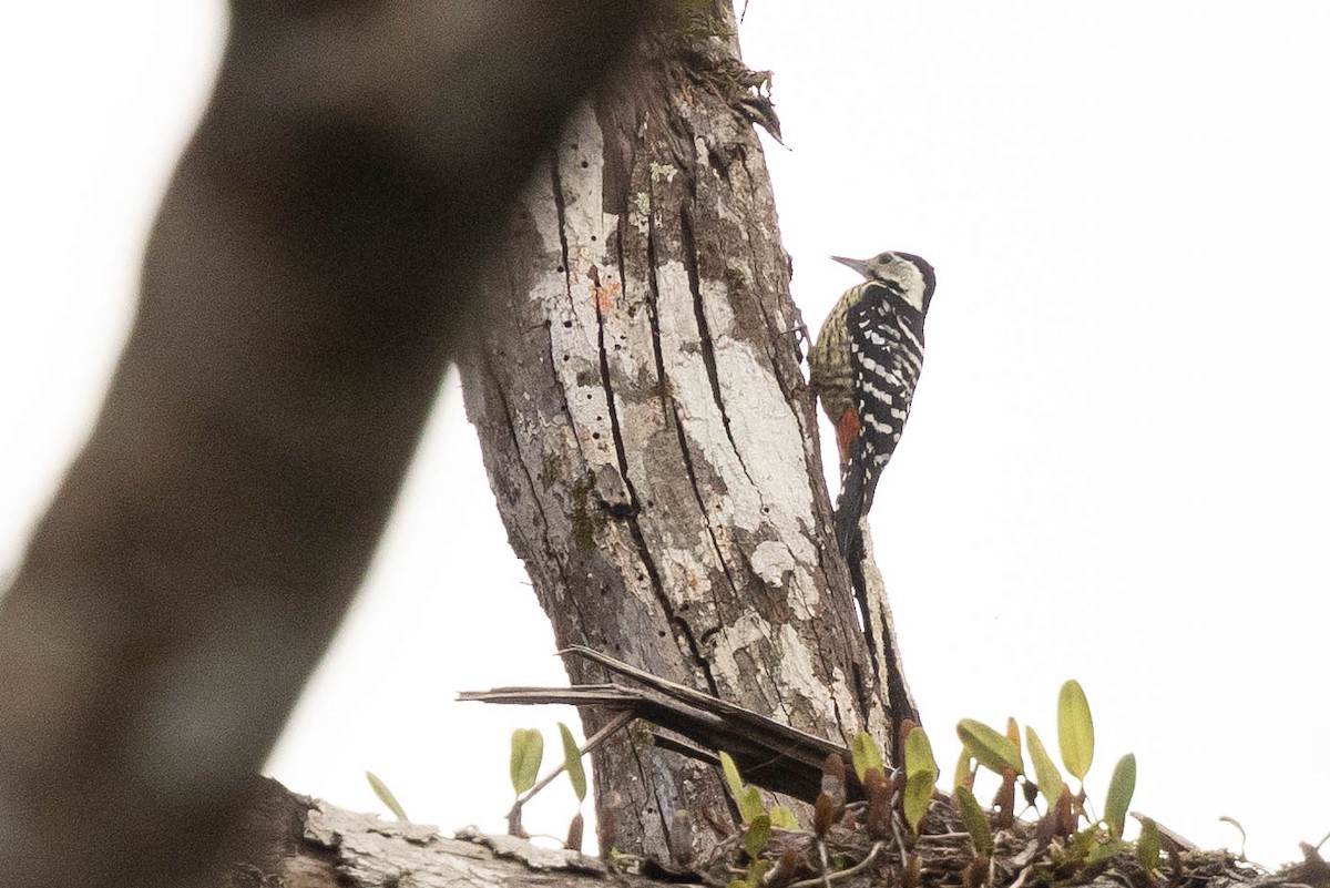 Stripe-breasted Woodpecker - ML516431711